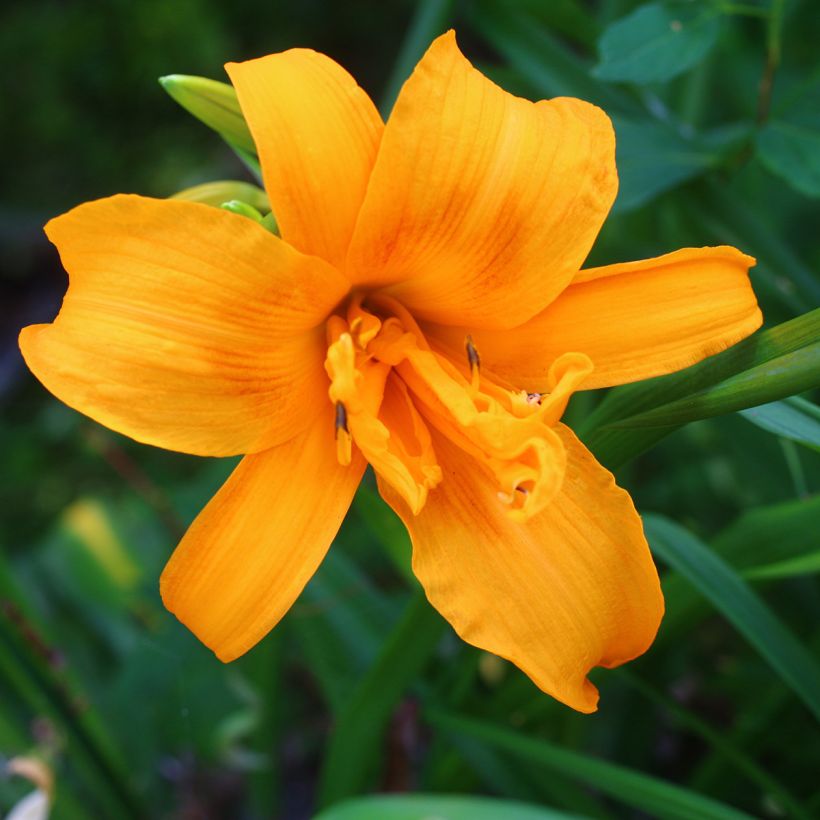 Hemerocallis Three Tears (Floração)