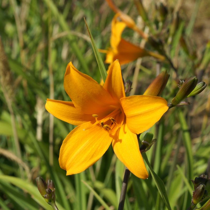 Hemerocallis Thumbelina (Floração)