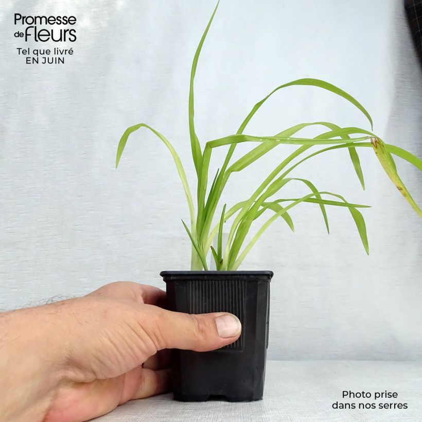 Amostra de Hemerocallis Thumbelina Vaso de 8/9 cm tal como entregue no verão