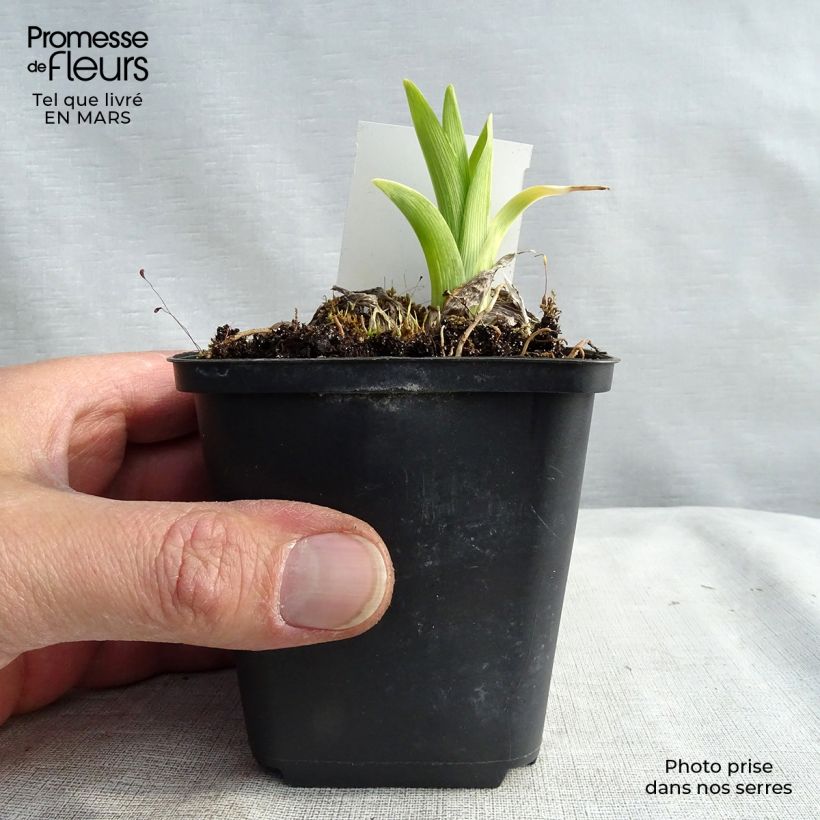 Amostra de Hemerocallis White Temptation Vaso de 8/9 cm tal como entregue no inverno