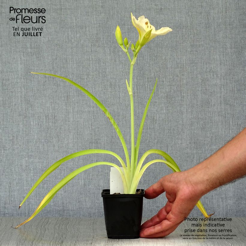 Amostra de Hemerocallis White Temptation Vaso de 8/9 cm tal como entregue no verão