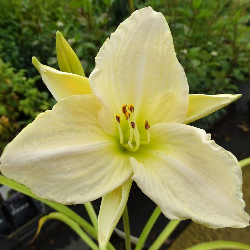 Hemerocallis White Temptation (Floração)