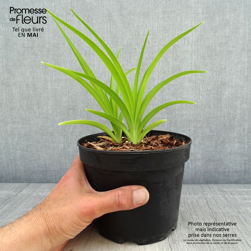 Amostra de Hemerocallis White Temptation Vaso de 2 L/3 L tal como entregue na primavera