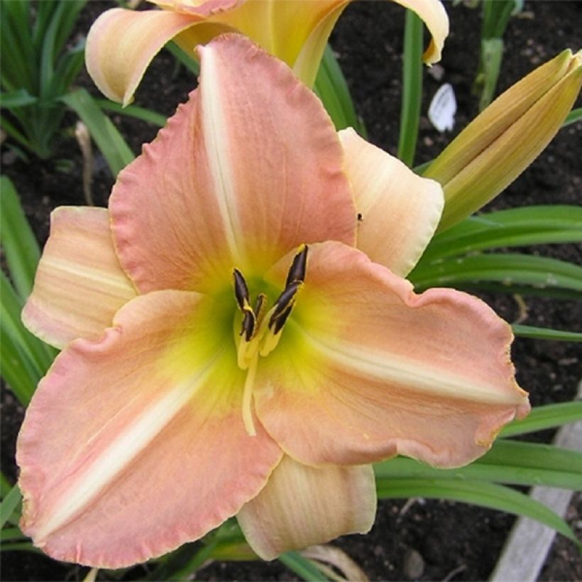 Hemerocallis Yasmin (Floração)