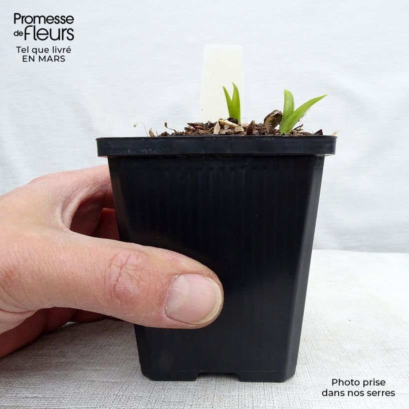 Amostra de Hemerocallis citrina Vaso de 8/9 cm tal como entregue no inverno