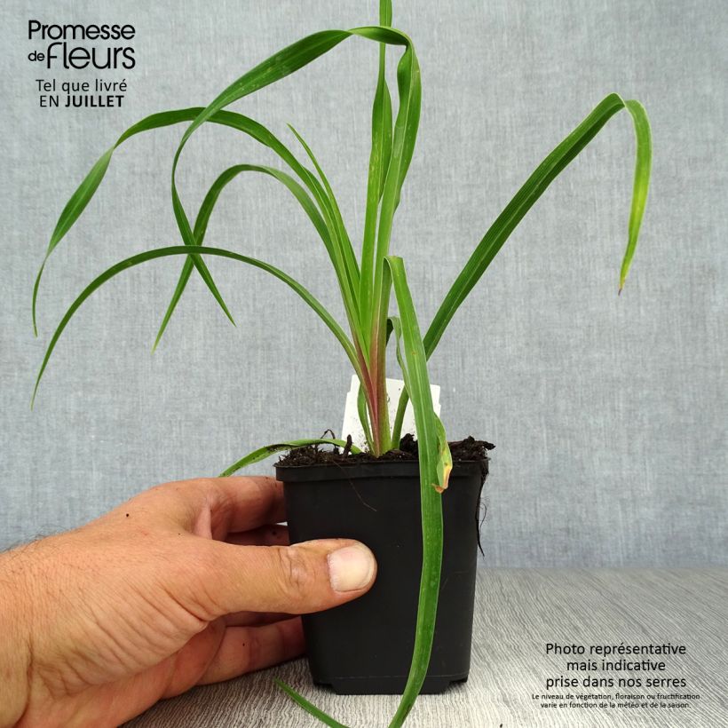 Amostra de Hemerocallis citrina Vaso de 8/9 cm tal como entregue no verão