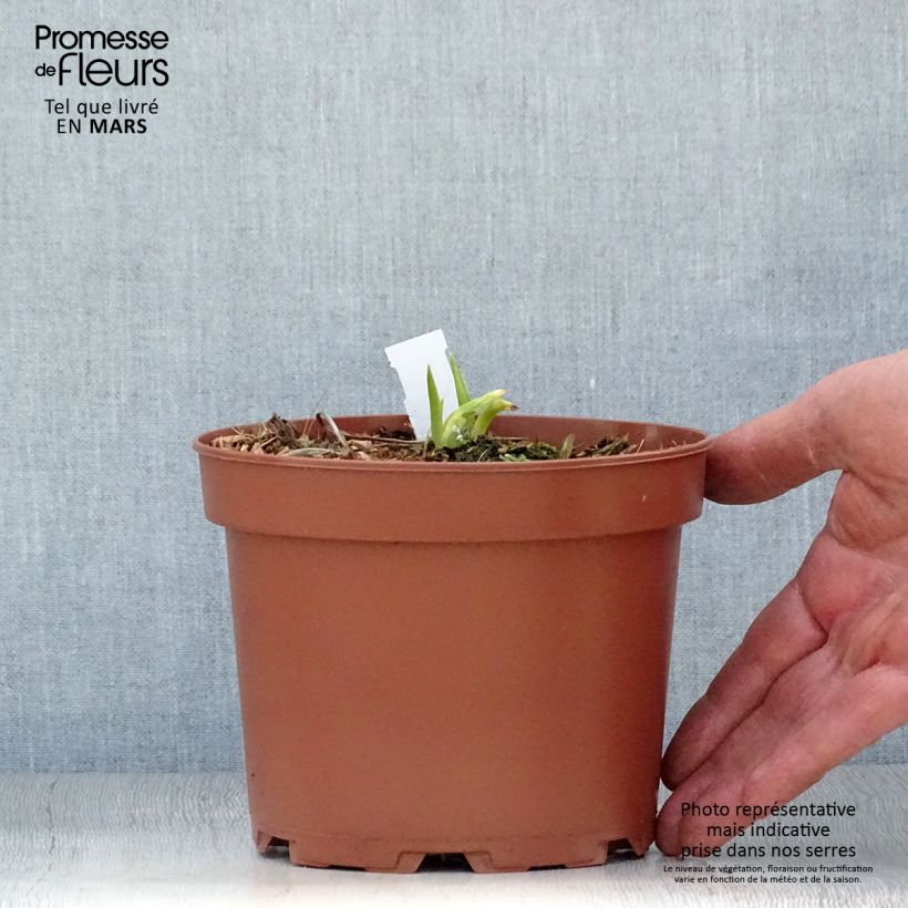 Amostra de Hemerocallis citrina Vaso de 2 L/3 L tal como entregue na primavera