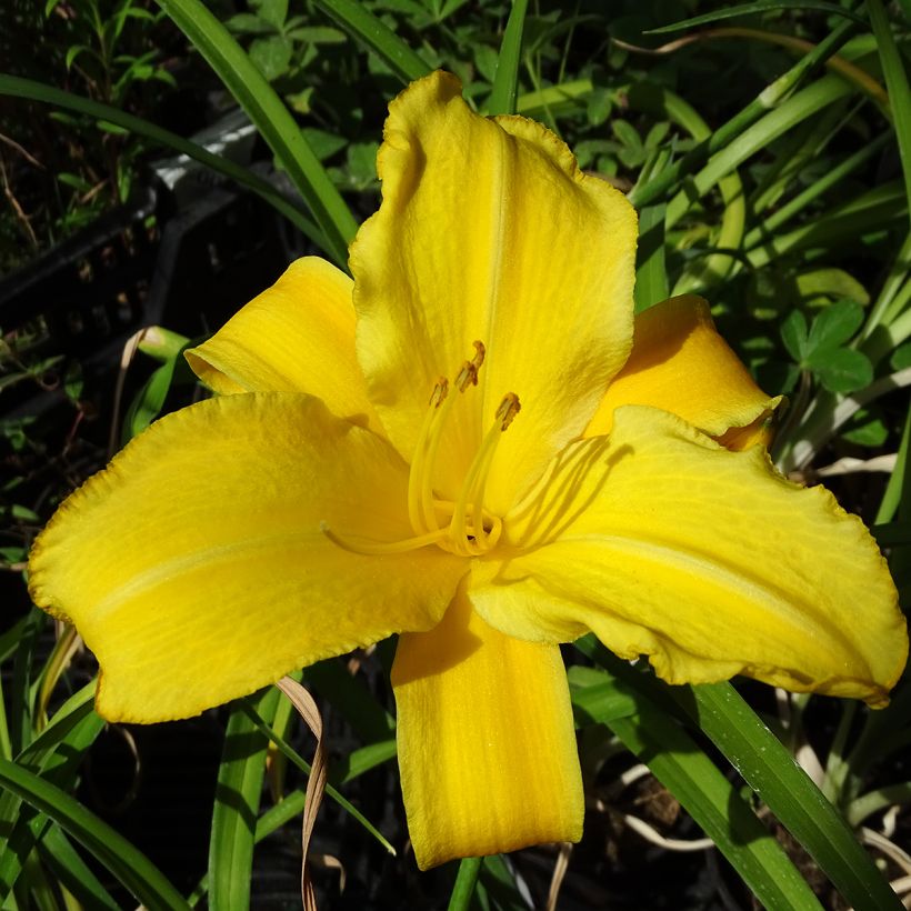 Lírio-de-um-dia Bio comestível - Hemerocallis Buttercup (Floração)