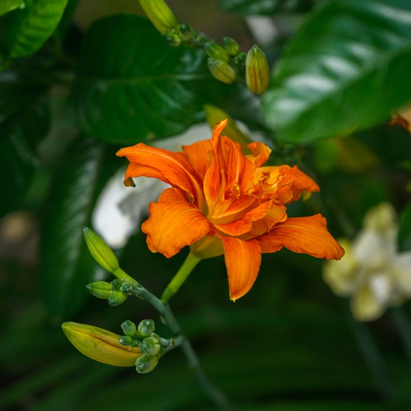 Hemerocallis fulva Flore Pleno (Floração)