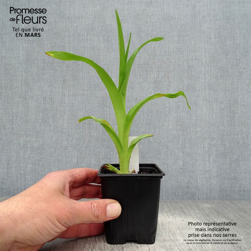 Amostra de Hemerocallis fulva Flore Pleno Vaso de 8/9 cm tal como entregue na primavera