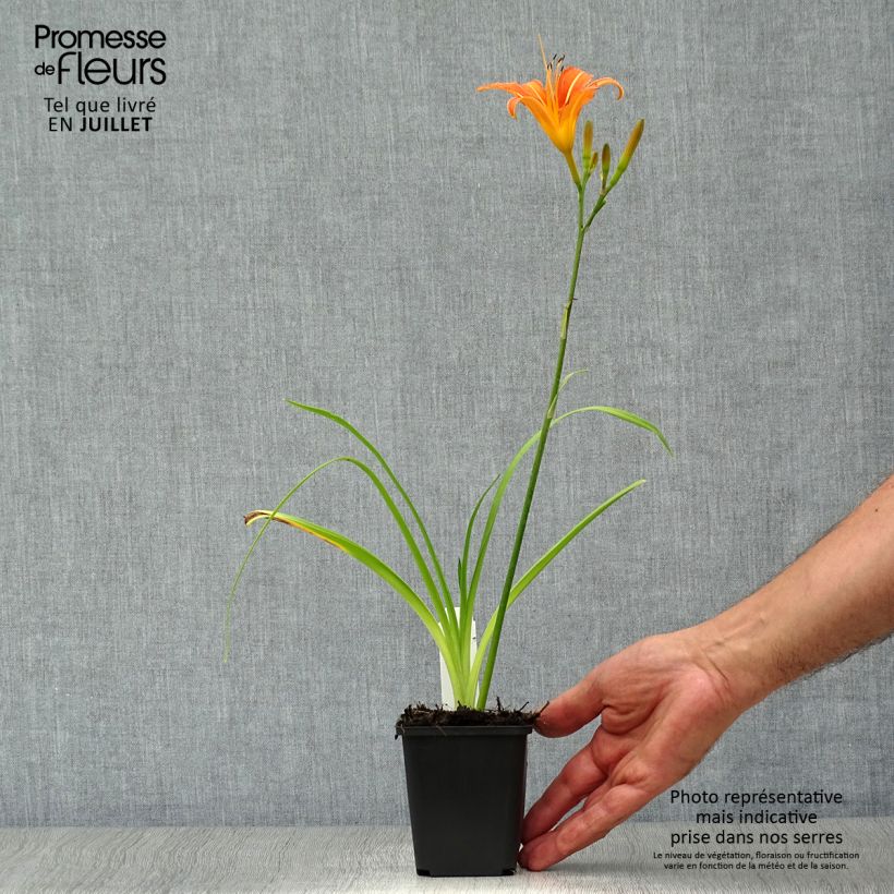 Amostra de Hemerocallis fulva Vaso de 8/9 cm tal como entregue no verão