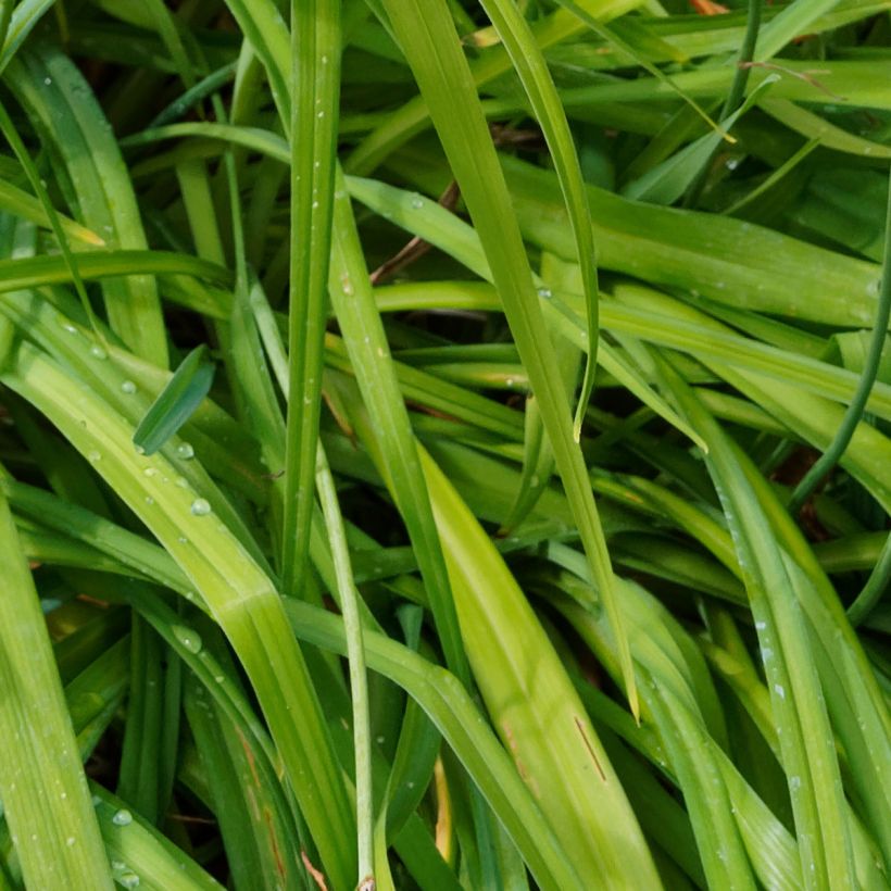 Hemerocallis Bonanza (Folhagem)