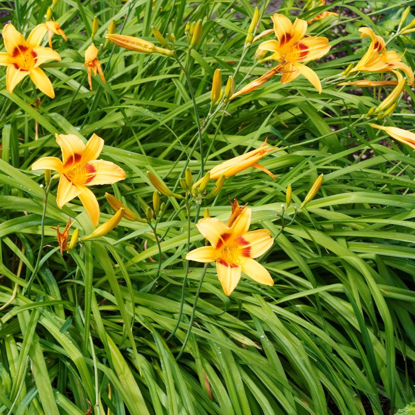Hemerocallis Bonanza (Hábito)