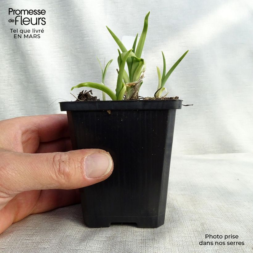 Amostra de Hemerocallis lilioasphodelus Vaso de 8/9 cm tal como entregue na primavera