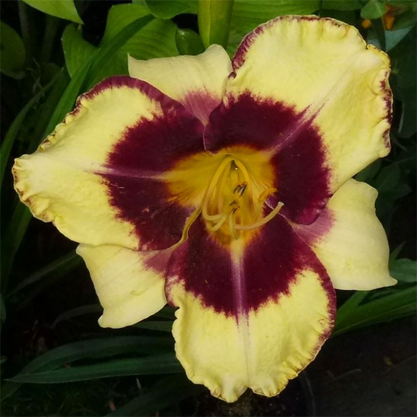 Hemerocallis Calico Jack (Floração)