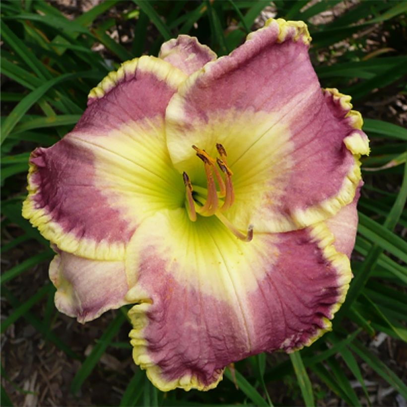 Hemerocallis Cape Breton (Floração)