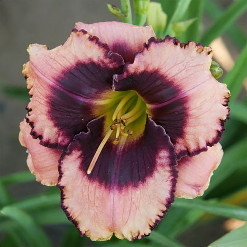 Hemerocallis Daring Deception (Floração)