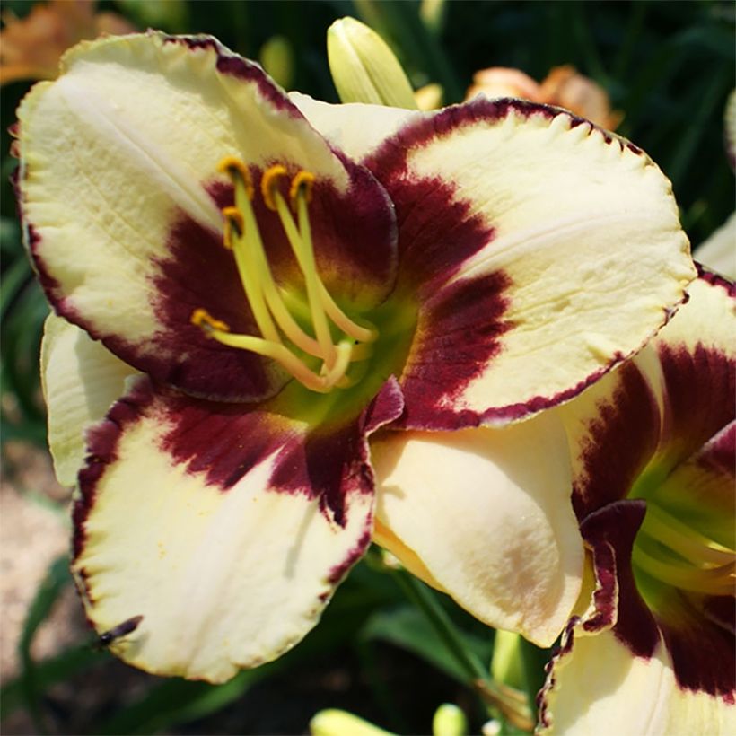Hemerocallis Dream Legacy (Floração)