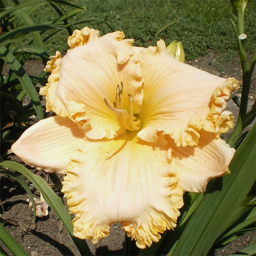 Hemerocallis Enchanted Forest (Floração)