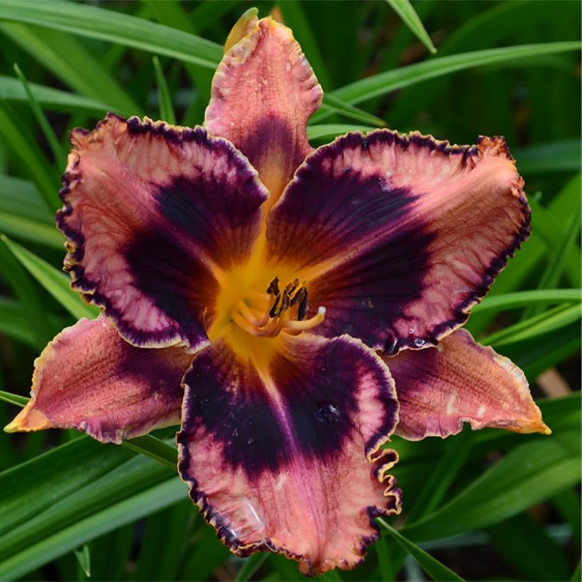 Hemerocallis Exotic Treasure (Floração)
