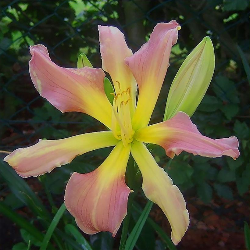 Hemerocallis Flight of The Dragon (Floração)