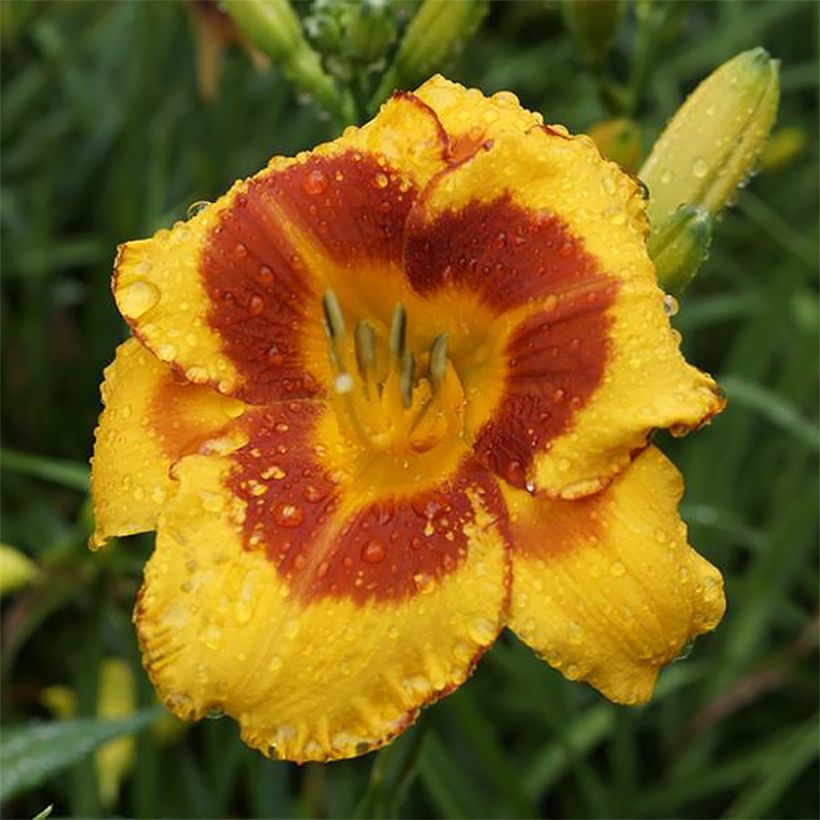 Hemerocallis Fooled Me (Floração)