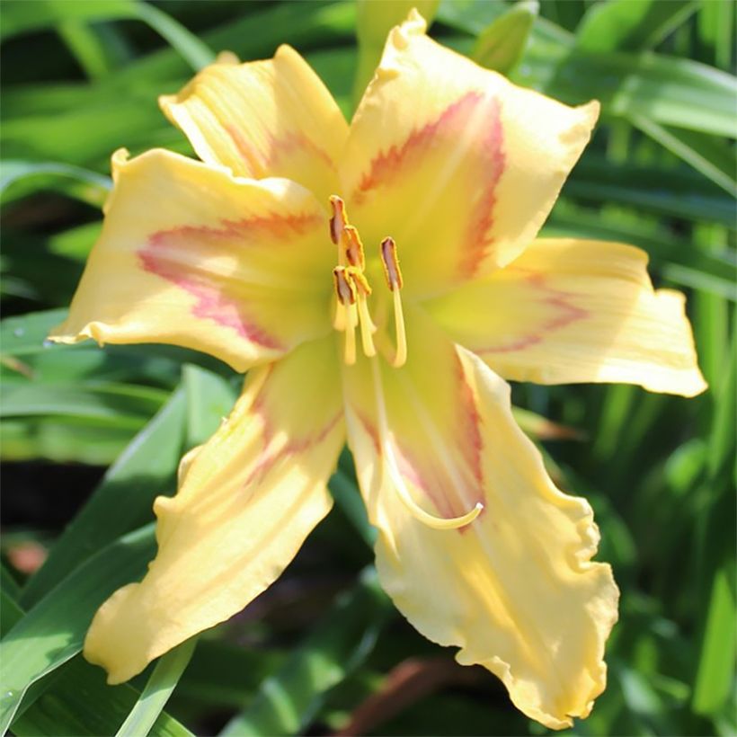 Hemerocallis Graces of Ganymede (Floração)