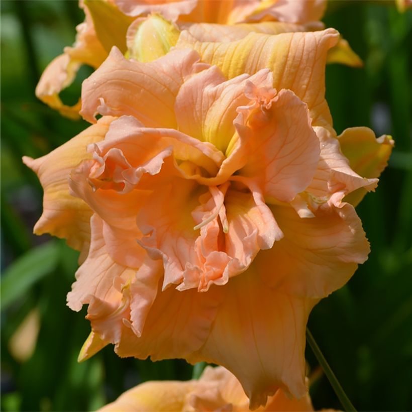 Hemerocallis In Excess (Floração)