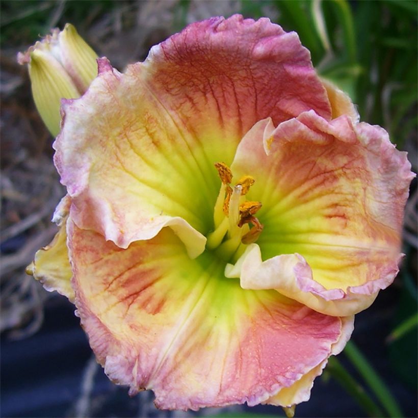 Hemerocallis Indy Reflections (Floração)