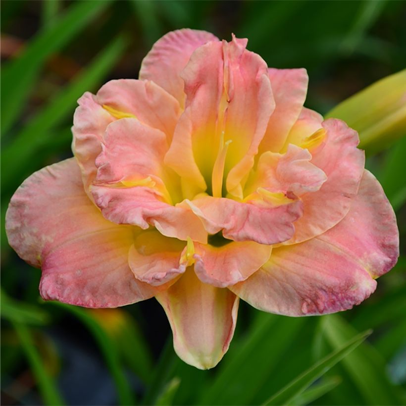 Hemerocallis Lacy Doily (Floração)