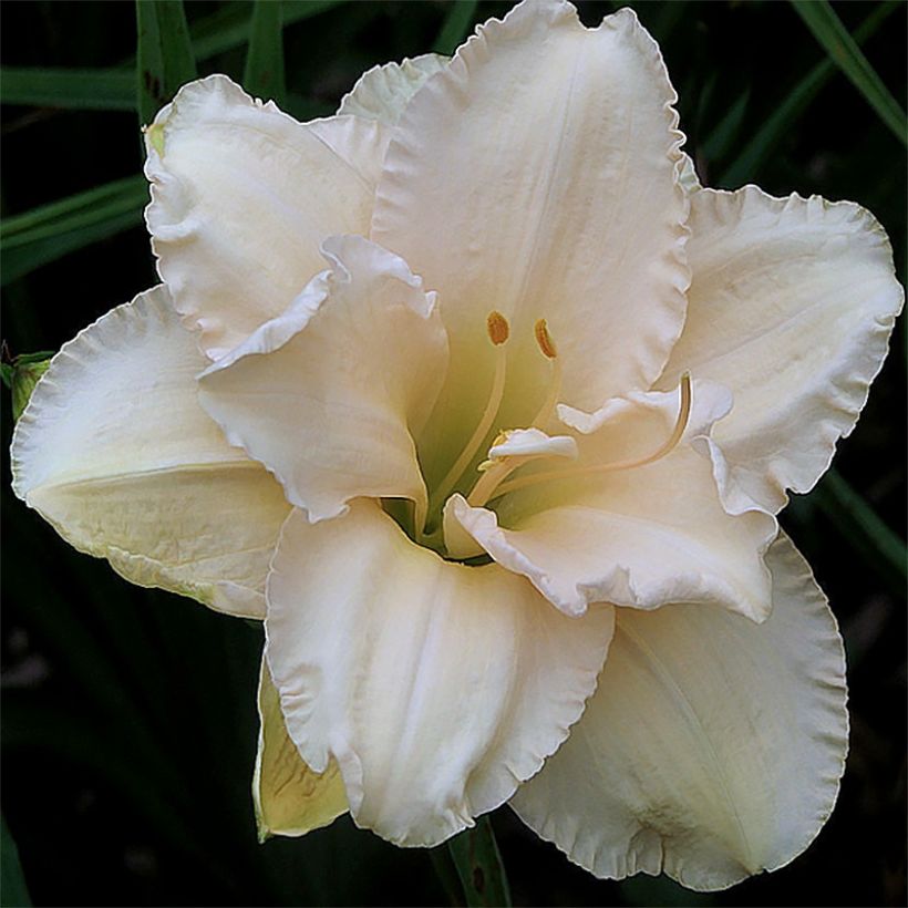 Hemerocallis Land of Cotton (Floração)