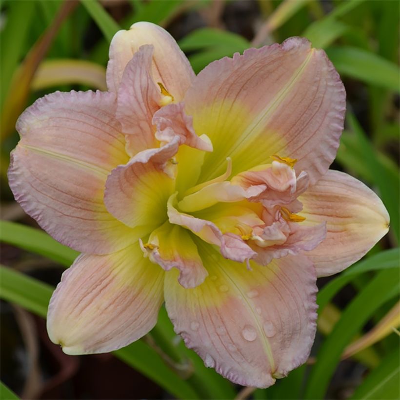 Hemerocallis Nagasaki (Floração)