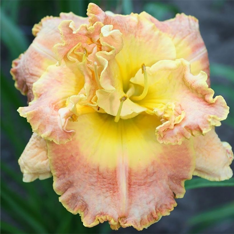 Hemerocallis Nature's Crown (Floração)