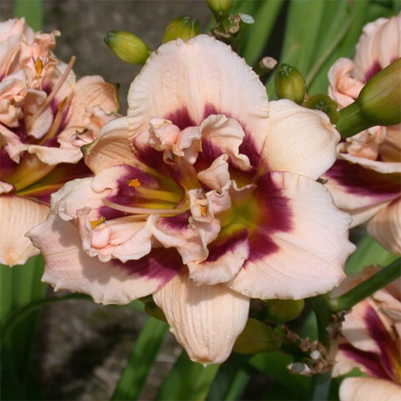 Hemerocallis Roswitha (Floração)