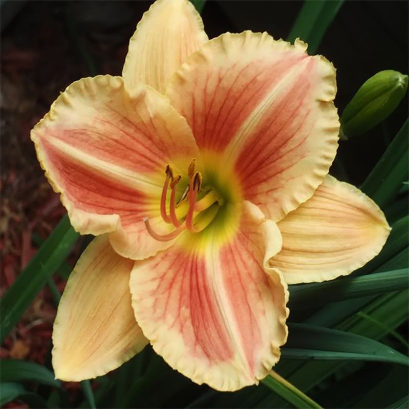 Hemerocallis Veins of Truth (Floração)