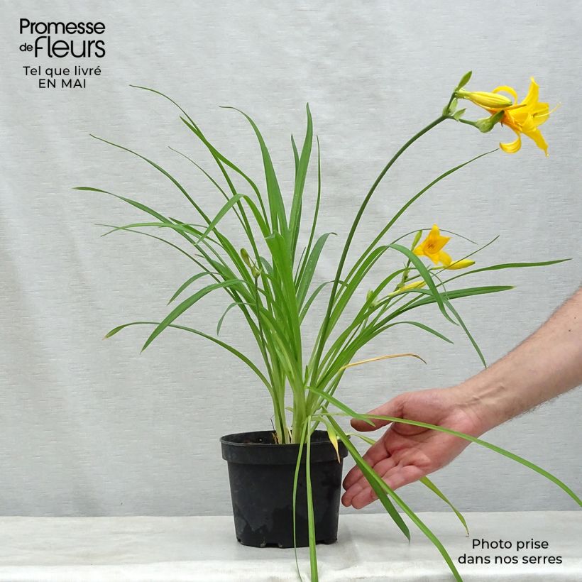 Amostra de Hemerocallis middendorffii - Lírio-de-um-dia Vaso de 8/9 cm tal como entregue na primavera