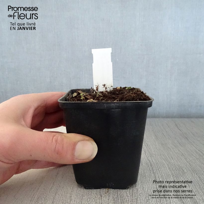 Amostra de Hémérocalle middendorffii - Lis d'un jour orange Vaso de 8/9 cm tal como entregue no inverno