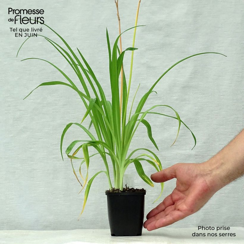 Amostra de Hemerocallis middendorffii - Lírio-de-um-dia Vaso de 8/9 cm tal como entregue no verão