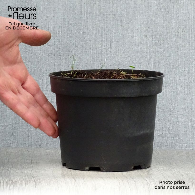 Amostra de Hémérocalle middendorffii - Lis d'un jour orange Vaso de 2 L/3 L tal como entregue no inverno