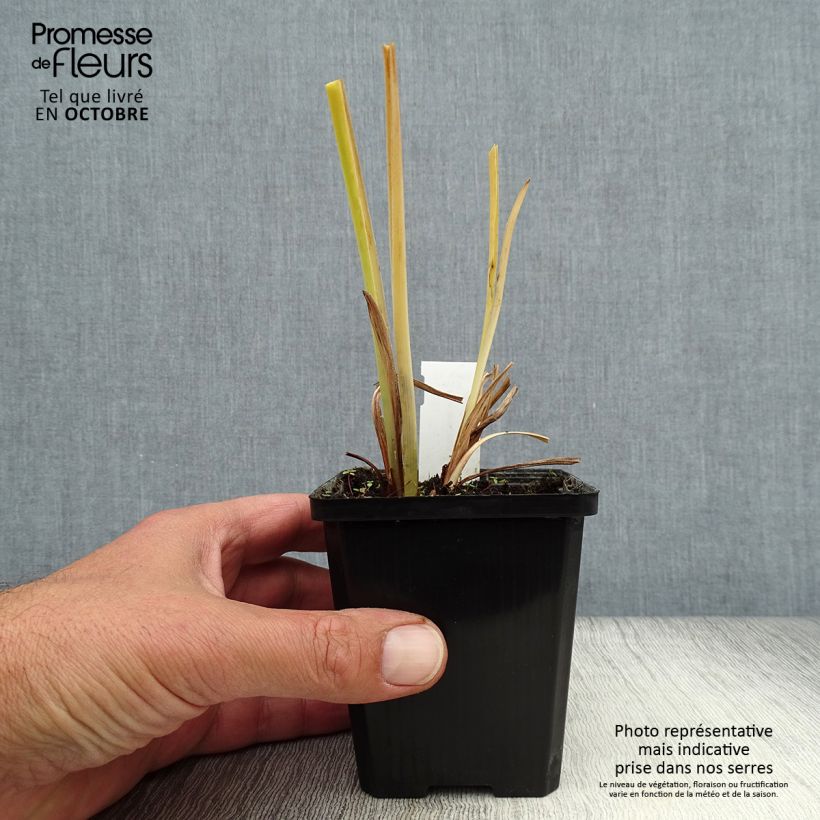 Amostra de Hemerocallis middendorffii - Lírio-de-um-dia Vaso de 8/9 cm tal como entregue no outono