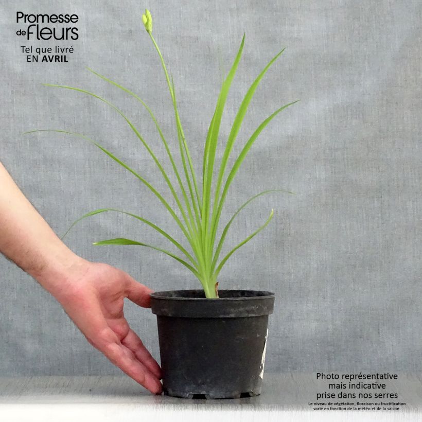 Amostra de Hemerocallis middendorffii - Lírio-de-um-dia Vaso de 2 L/3 L tal como entregue na primavera