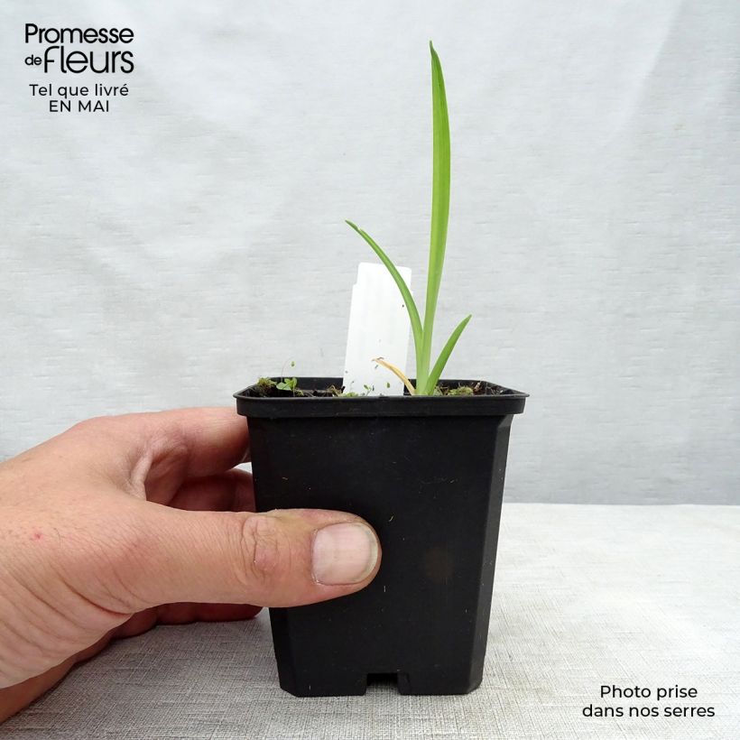 Amostra de Hemerocallis Gentle Shepherd Vaso de 8/9 cm tal como entregue na primavera