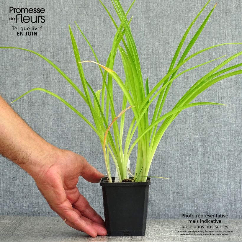 Amostra de Hemerocallis Gentle Shepherd Vaso de 8/9 cm tal como entregue no verão