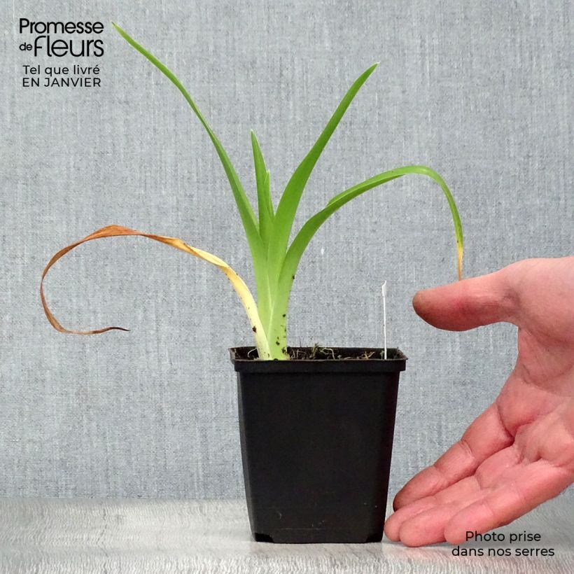 Amostra de Hemerocallis Gentle Shepherd Vaso de 8/9 cm tal como entregue no inverno