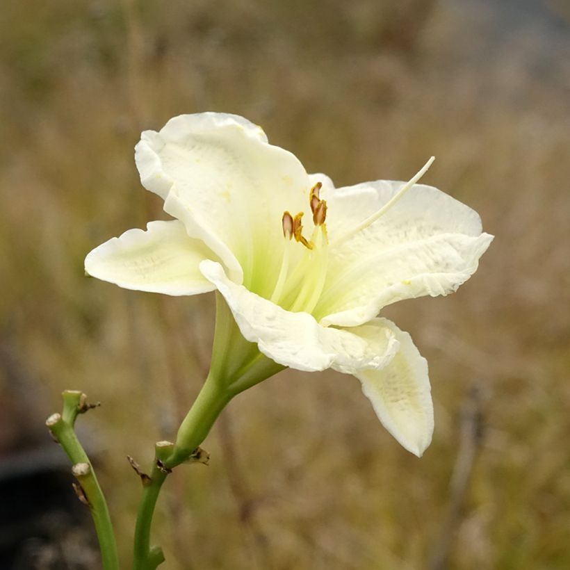 Hemerocallis Gentle Shepherd (Floração)