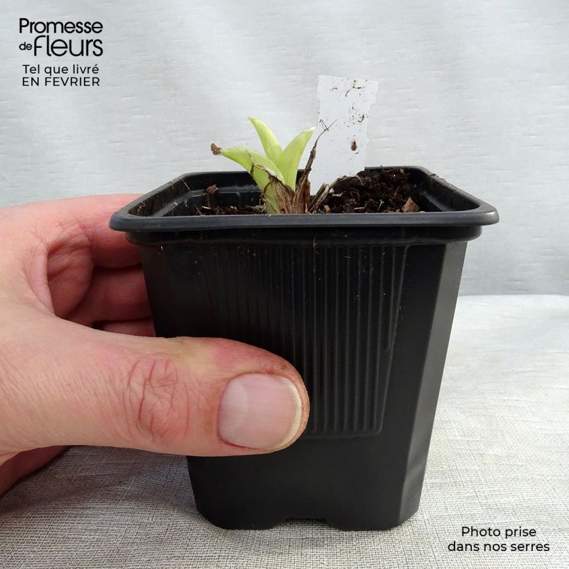Amostra de Hémérocalle ou hemerocallis Patricia Jojo Vaso de 8/9 cm tal como entregue no inverno
