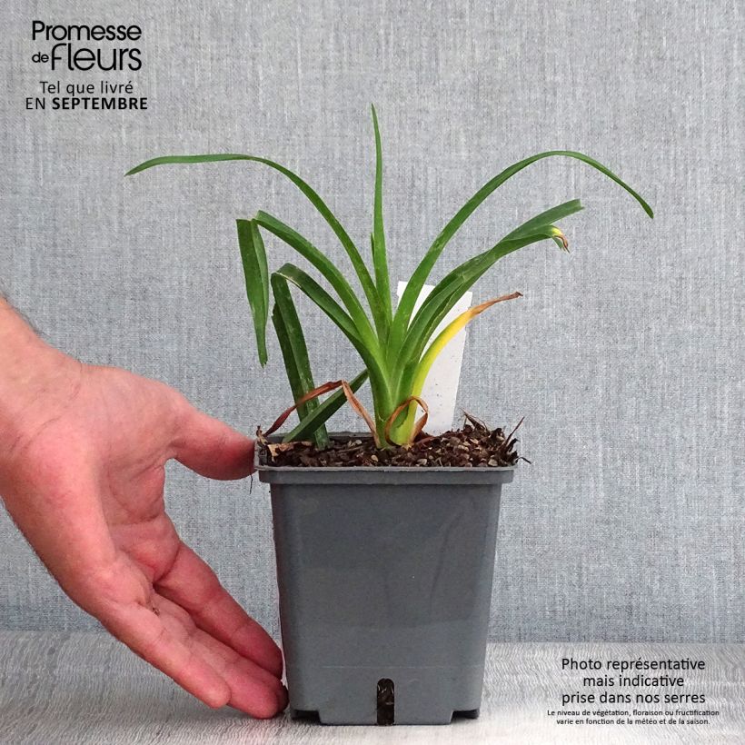 Amostra de Hémérocalle Chardonnay - Lis d'un Jour Vaso de 1 L/1,5 L tal como entregue no outono