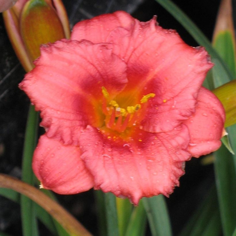Hemerocallis Cosmopolitan (Floração)