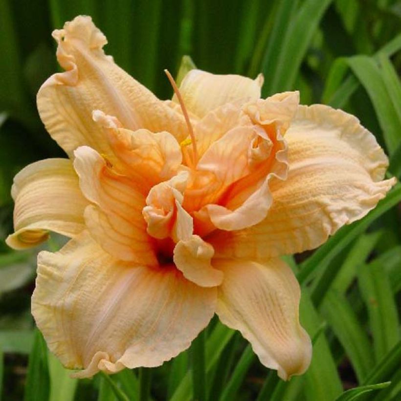 Hemerocallis Double Dream (Floração)