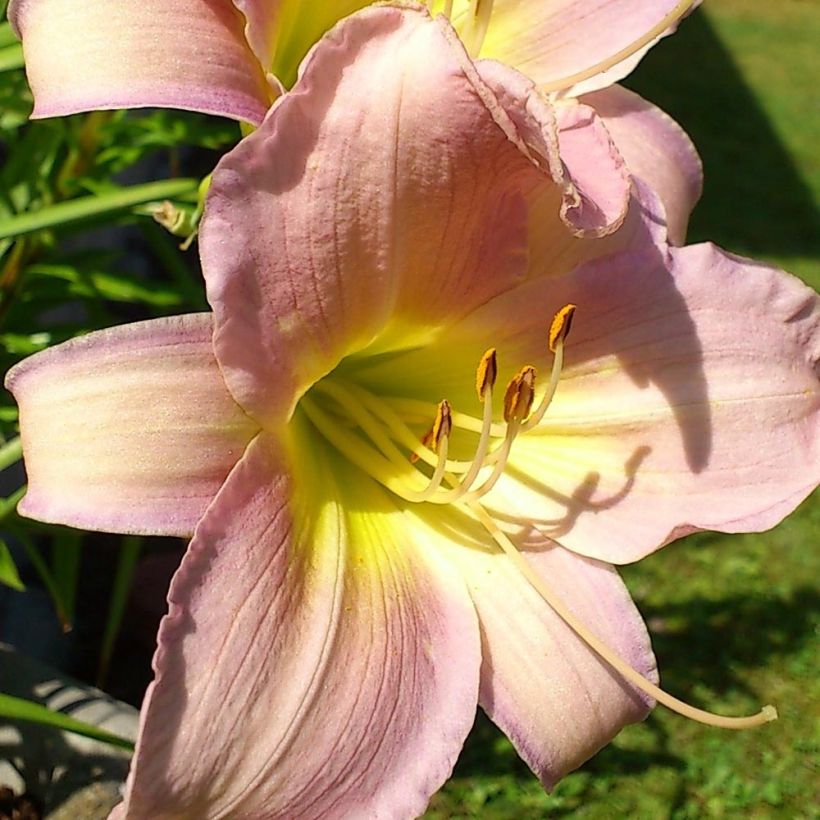 Hemerocallis Hazel Monette (Floração)